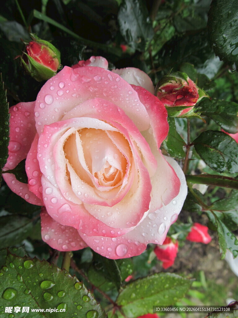 带露的柔美粉色玫瑰花