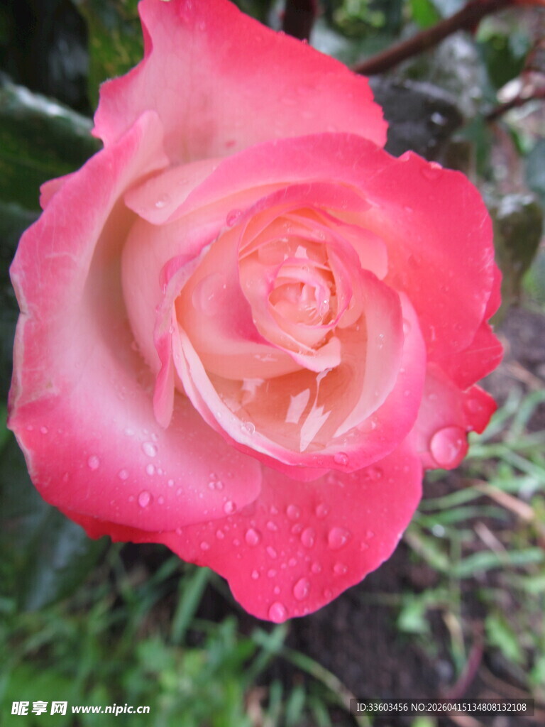 娇艳带露的粉色玫瑰花