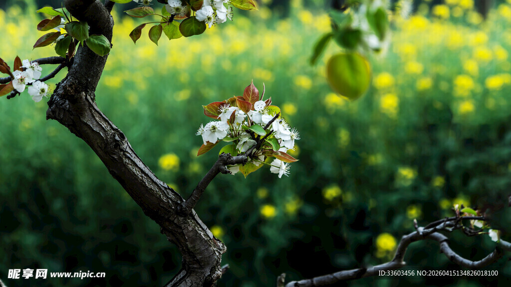 枝头繁花与金黄花田相映