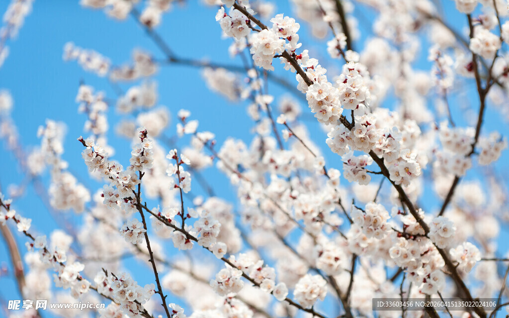 春日烂漫杏花枝头绽放