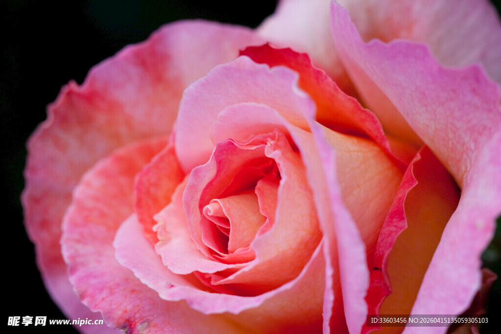 娇艳粉色玫瑰特写