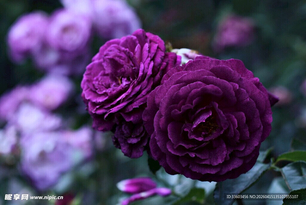 深紫玫瑰花绽放