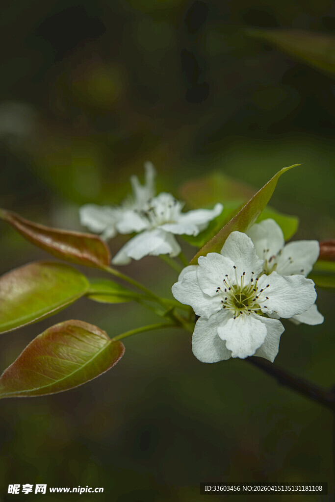 枝头绽放的洁白小花