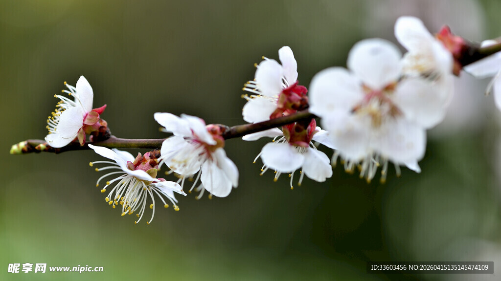 枝头绽白梅