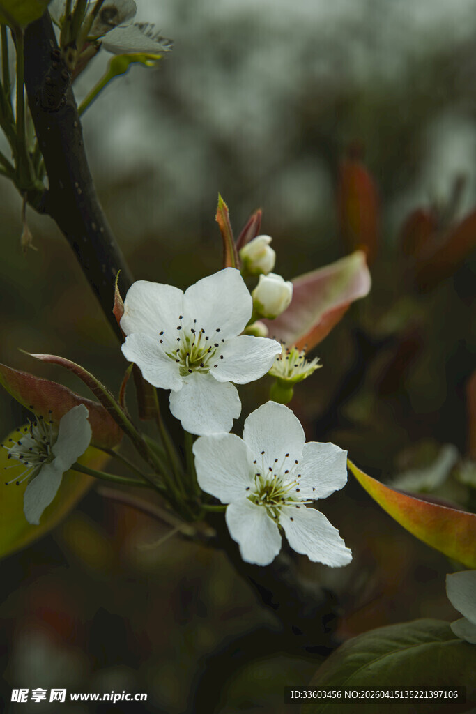 枝头绽放的洁白梨花