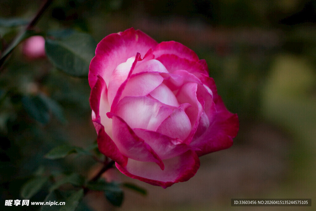 娇艳绽放的粉色月季花