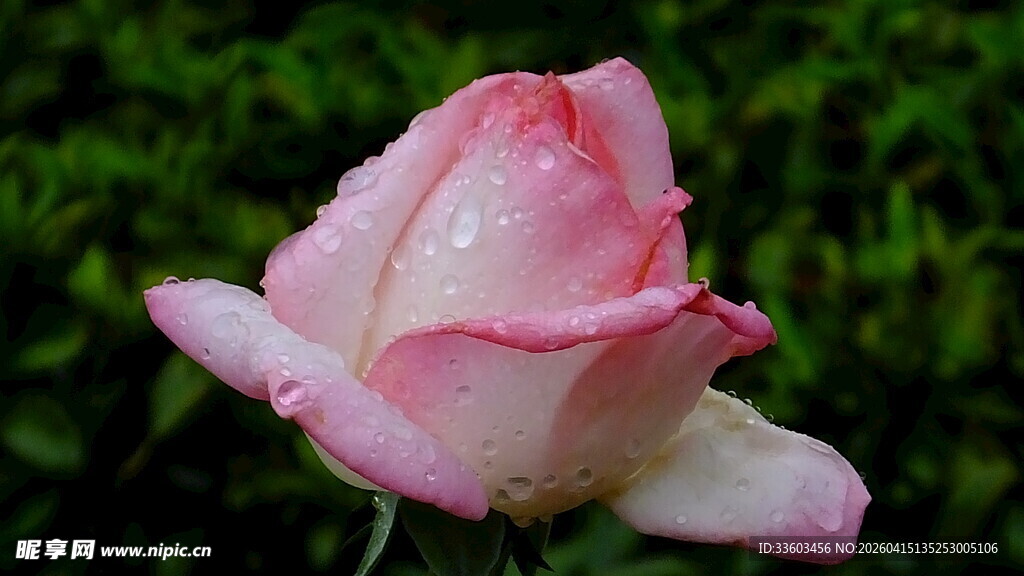 带露粉玫瑰