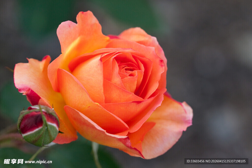 橙红色娇艳盛开的玫瑰花