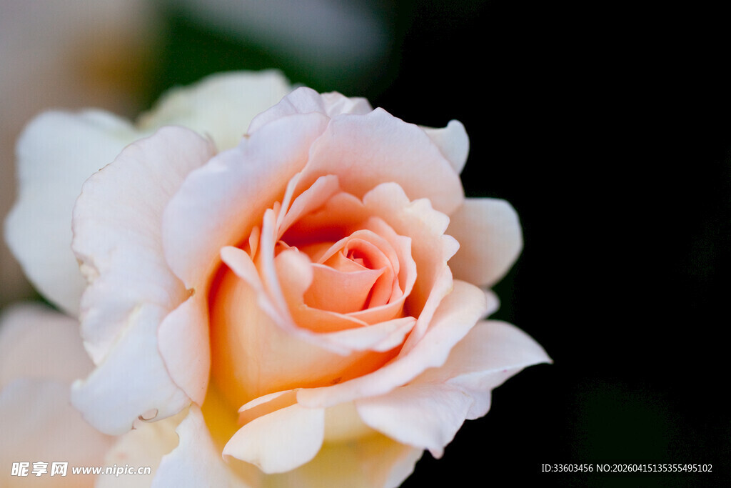 淡粉色娇艳玫瑰特写