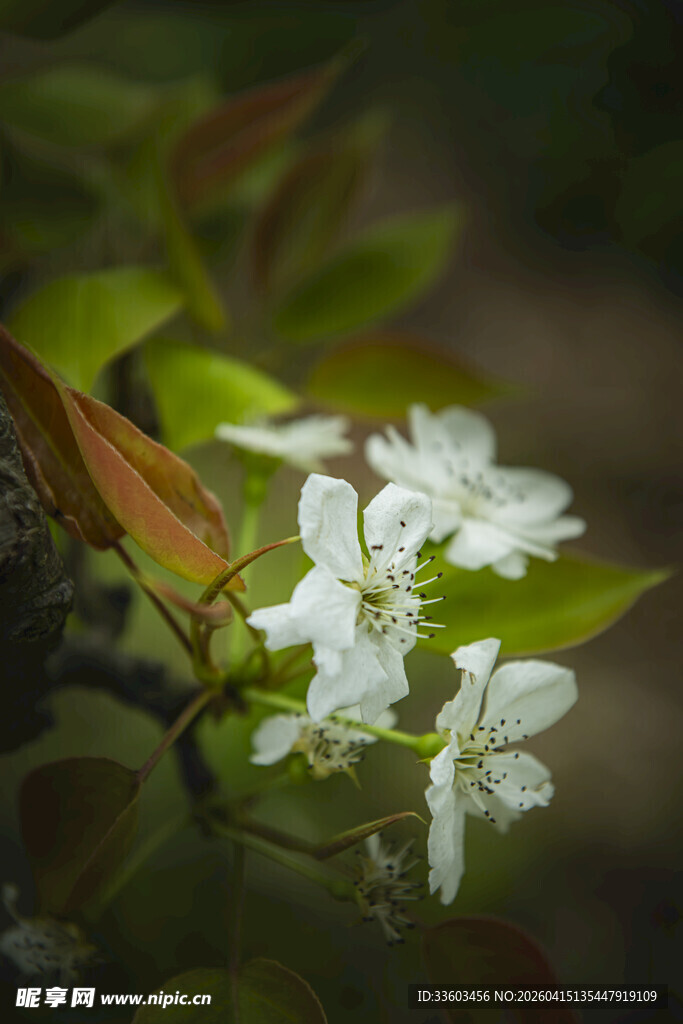 枝头绽放的洁白小花