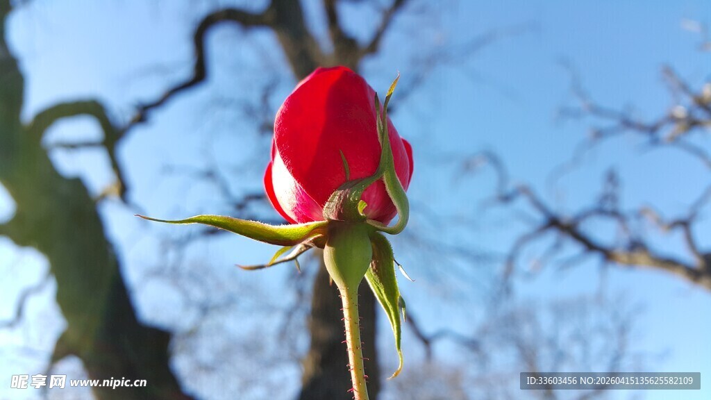 娇艳红玫瑰绽放于蓝天