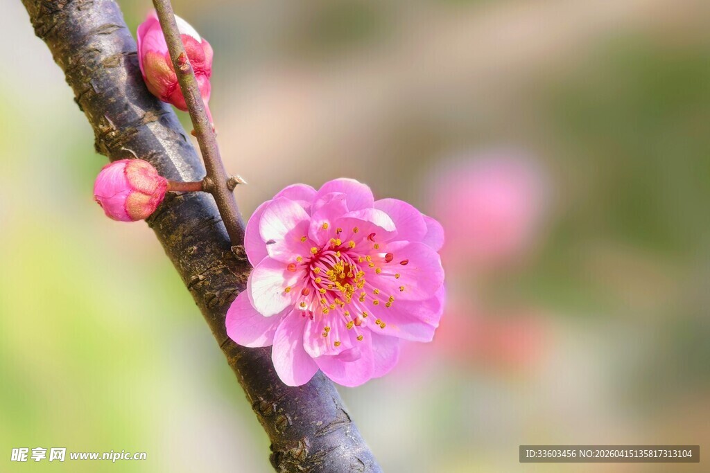 枝头绽放的娇艳粉色梅花