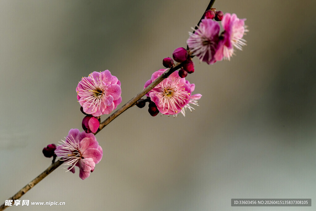 一枝绽放的娇艳粉色梅花