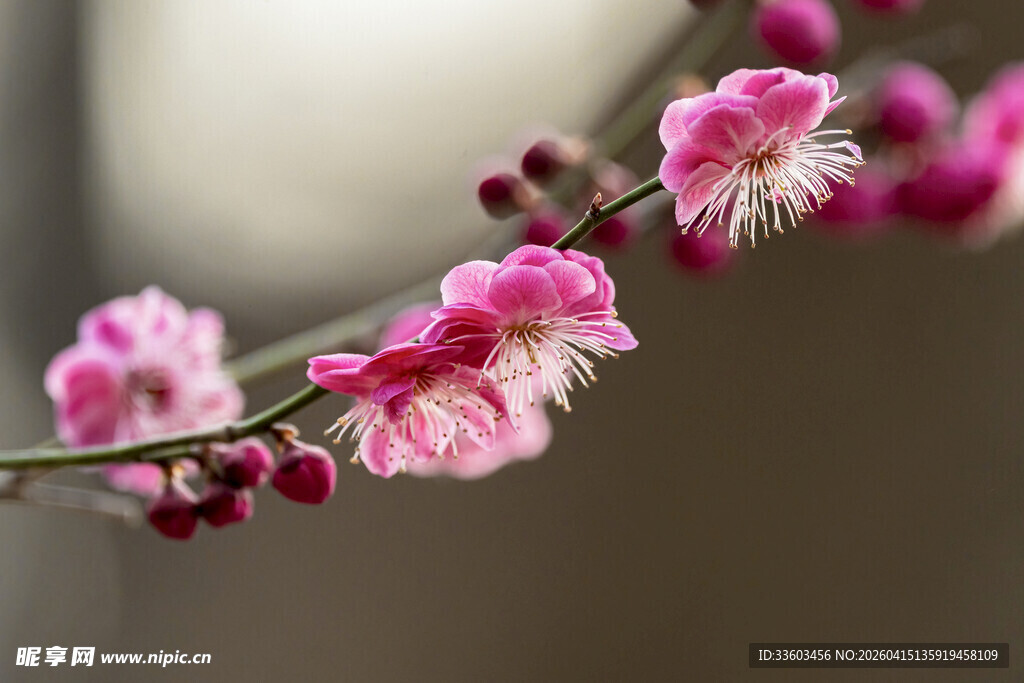 粉色绽放的美丽花枝