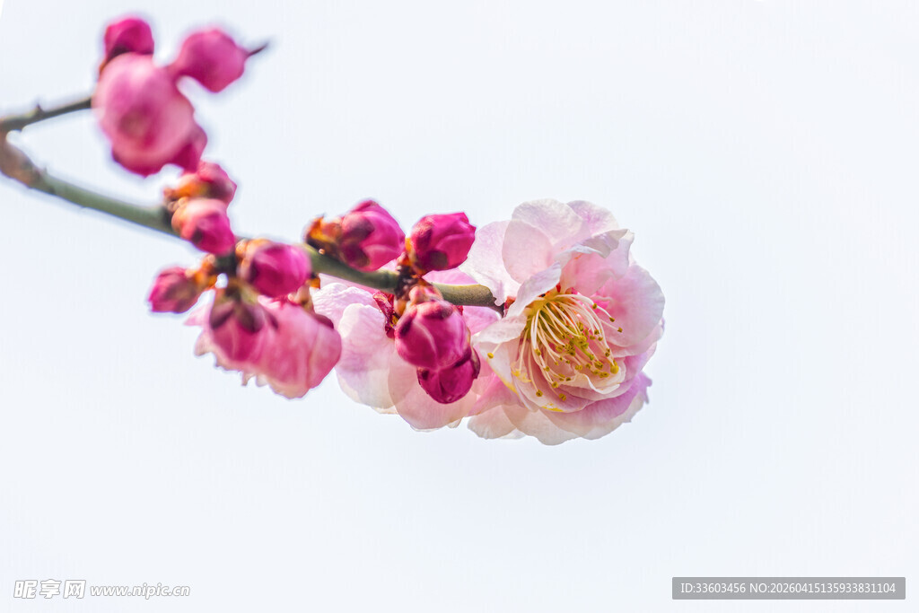娇艳绽放的粉色梅花枝