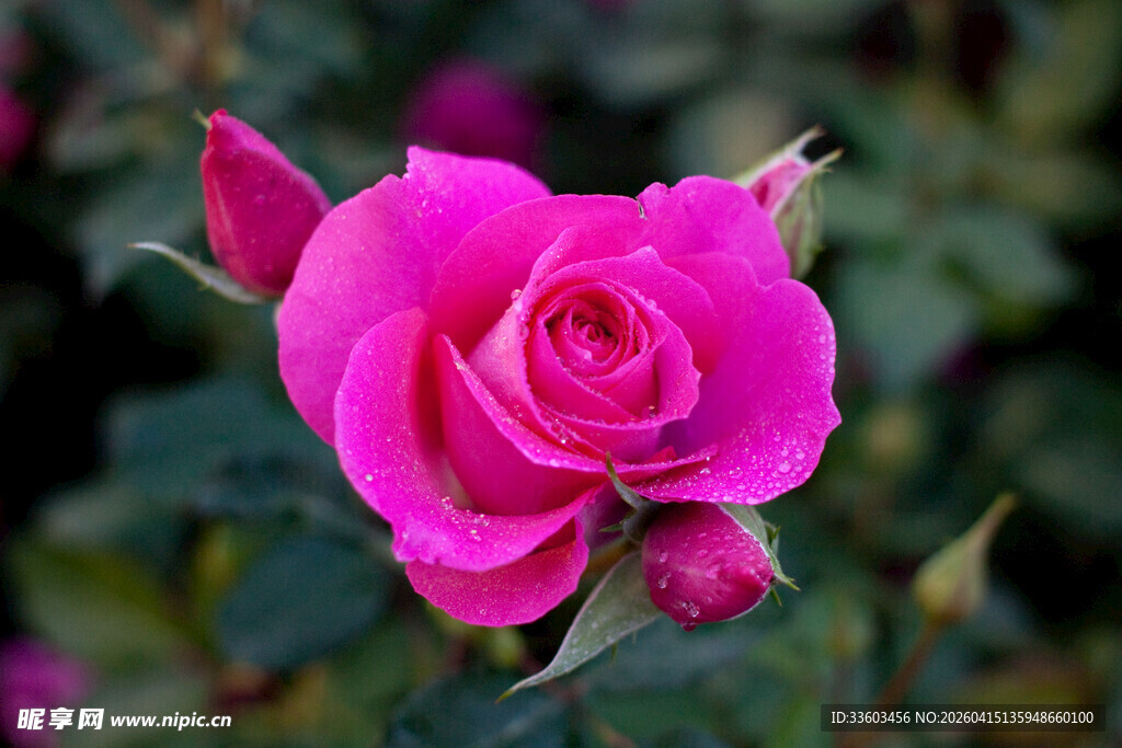 娇艳欲滴的粉色玫瑰花