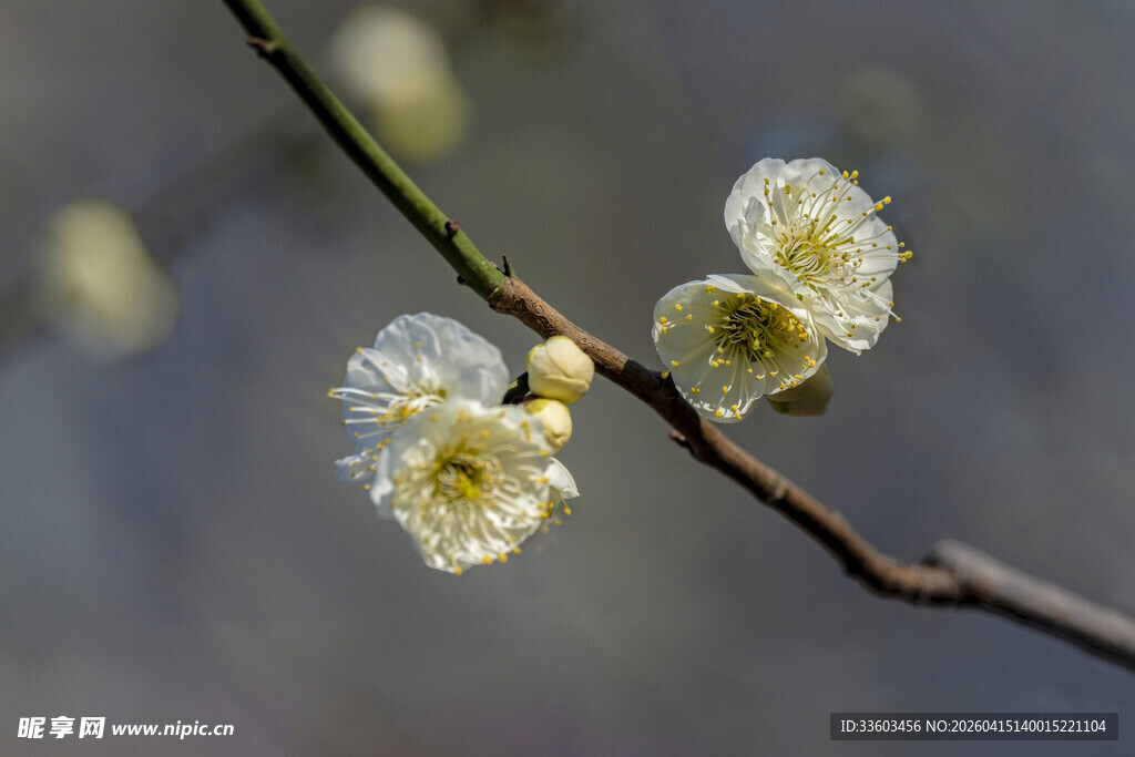 白梅绽放枝头
