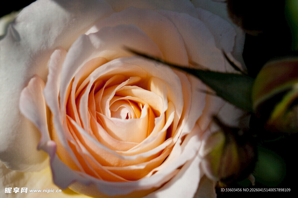 柔美橙白渐变玫瑰花