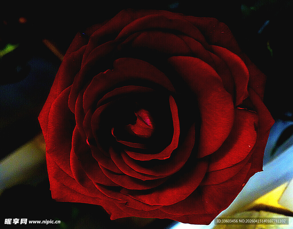 娇艳红玫瑰特写