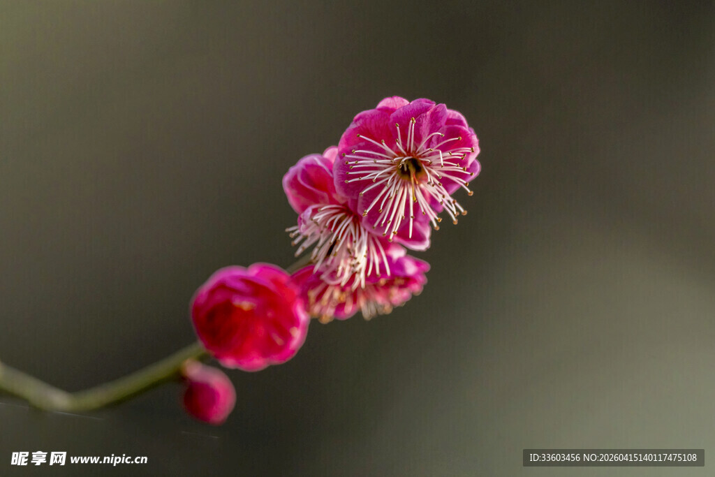 娇艳红梅绽放枝头