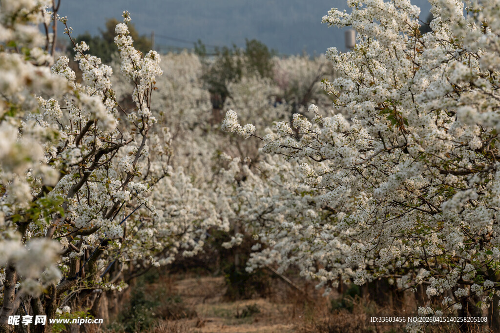 春日繁花盛开的林间小道
