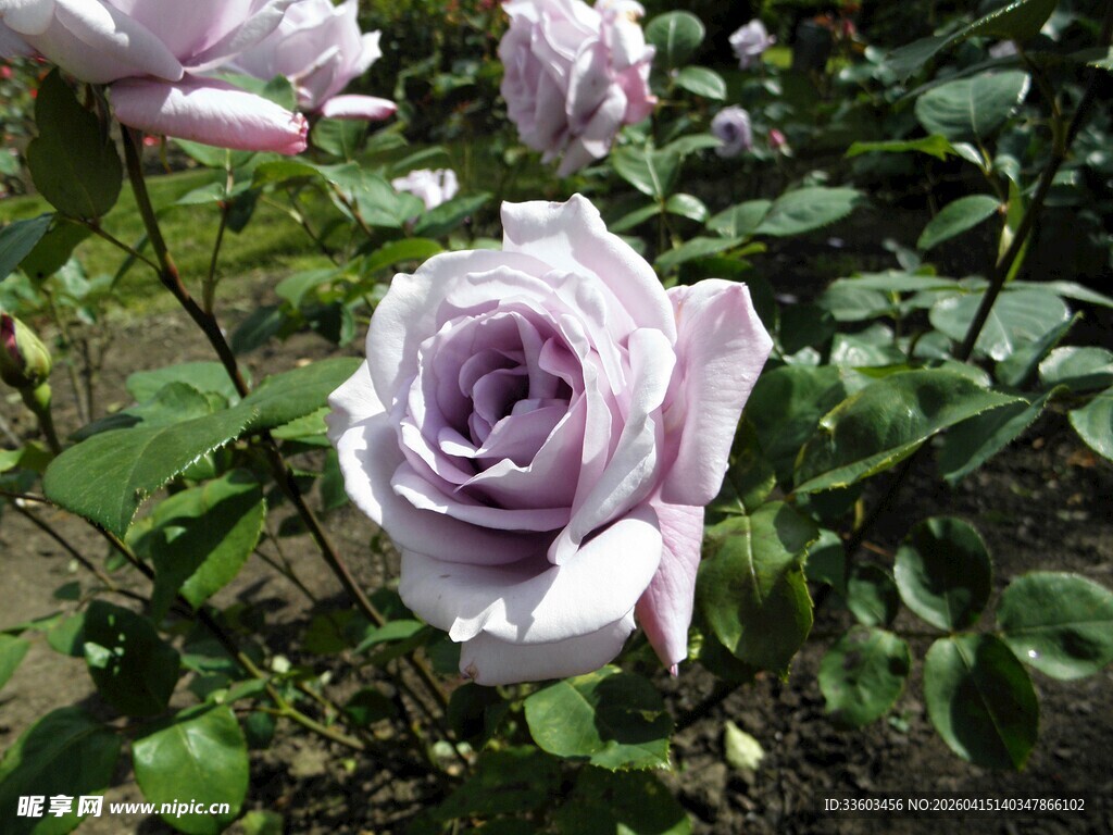 淡紫色玫瑰花绽放