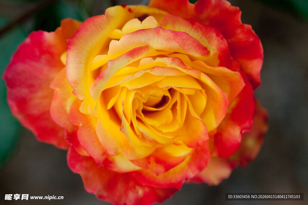 双色娇艳玫瑰绽放