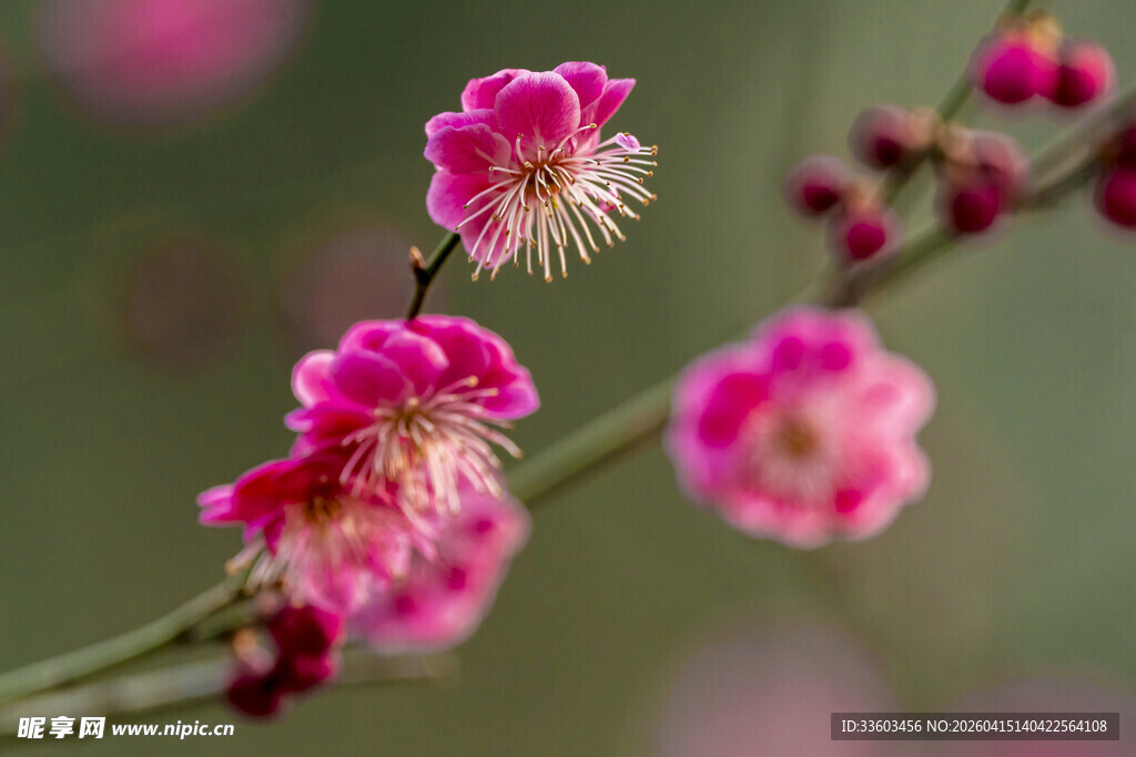 娇艳红梅绽放枝头