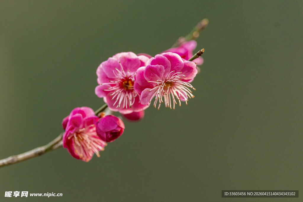 娇艳红梅绽放枝头