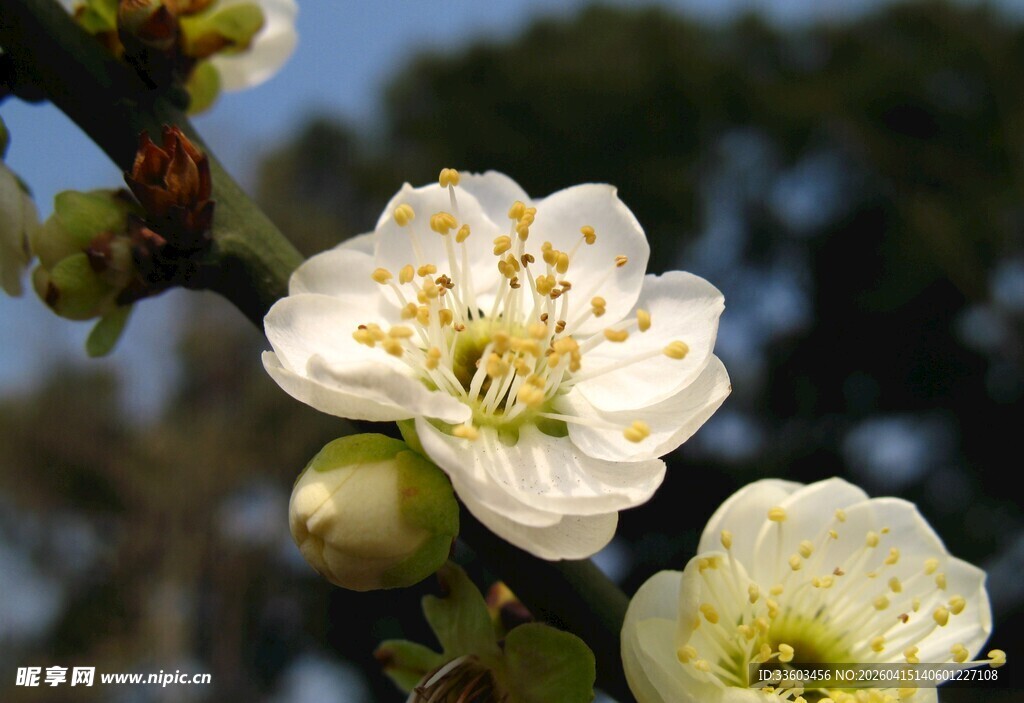 白梅绽放枝头