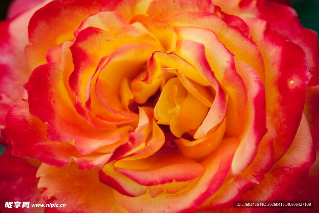 橙红色渐变娇艳玫瑰花