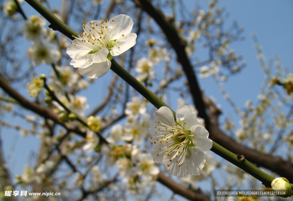 枝头绽放的洁白梅花