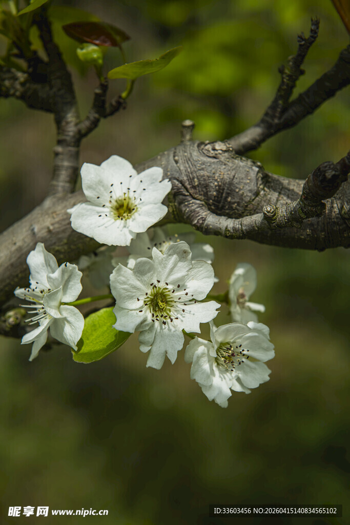 枝头绽放的洁白梨花