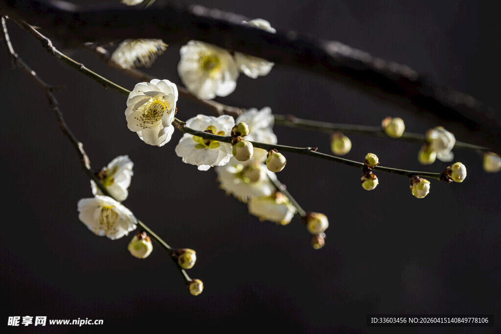 素白梅花枝头绽放