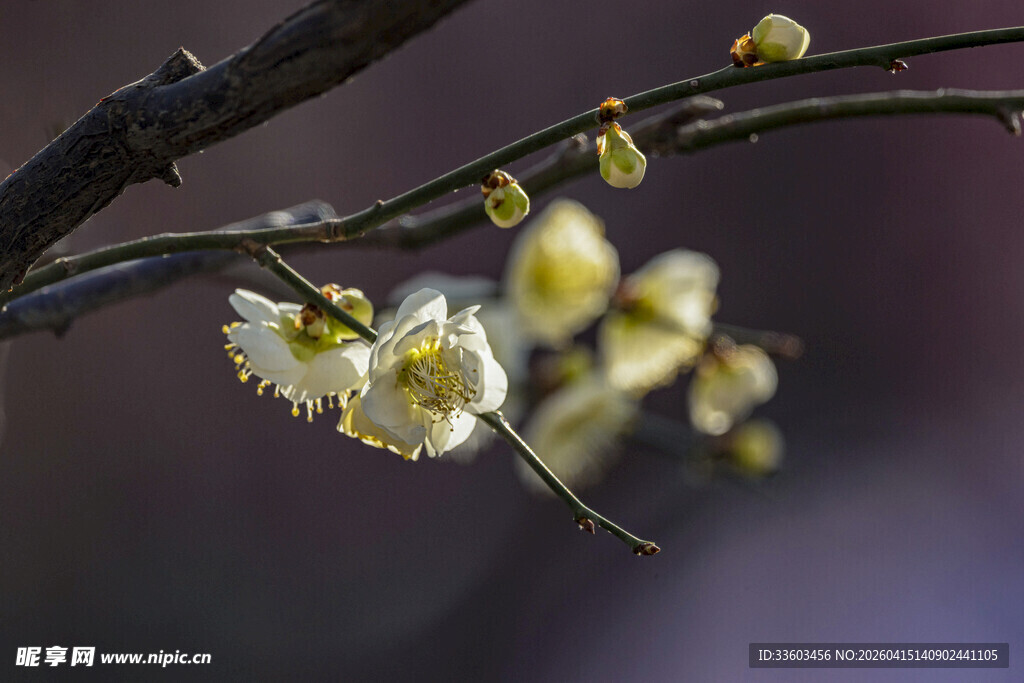 枝头绽放的素雅白梅