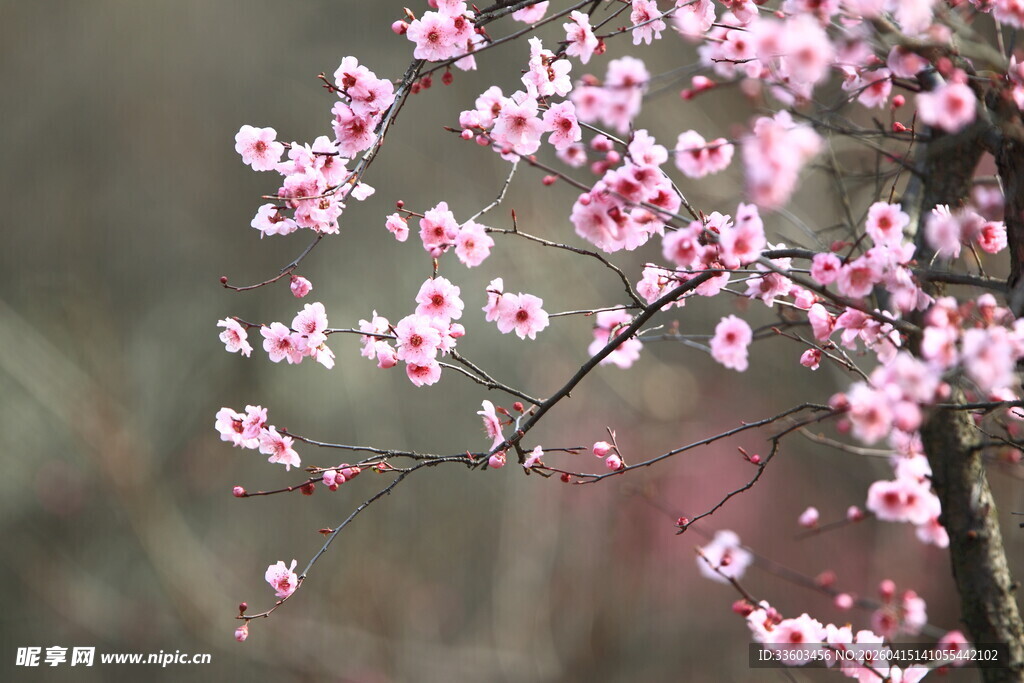 枝头绽放的粉嫩樱花