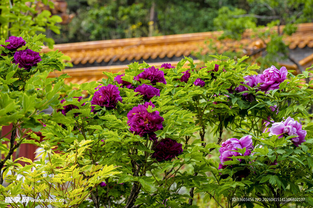 故宫旁绽放的多彩花卉