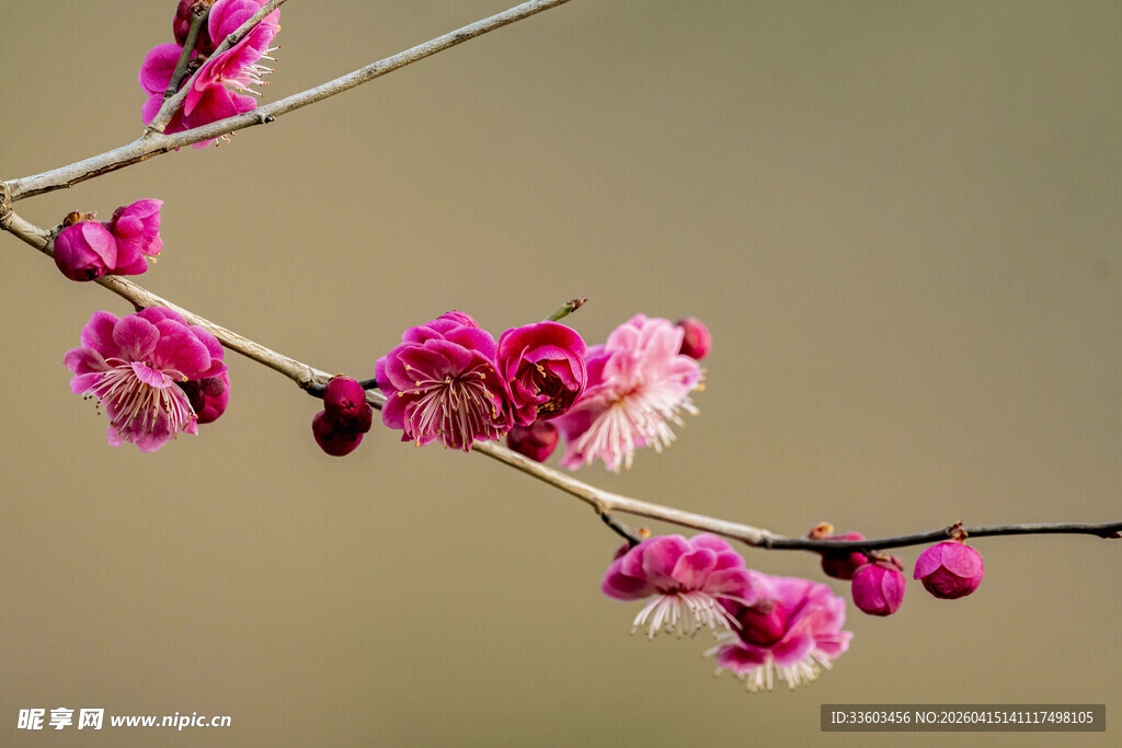 枝头绽放的娇艳粉色梅花