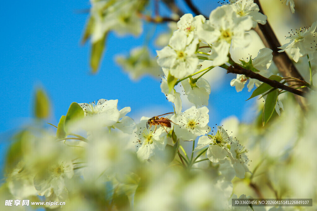 枝头繁花间的蜜蜂飞舞