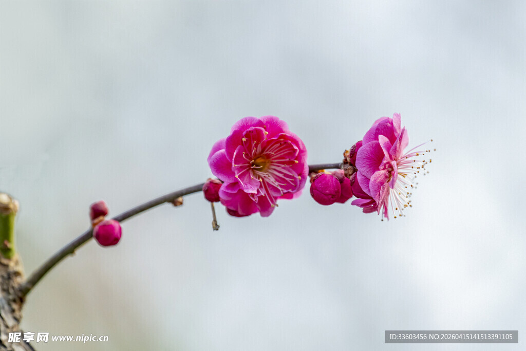 娇艳红梅枝头绽放