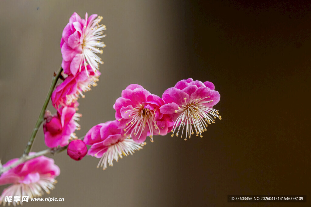 粉色绽放花枝特写