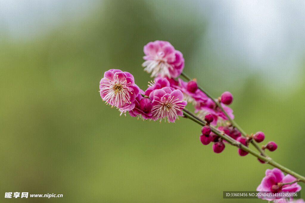 枝头绽放的粉嫩梅花