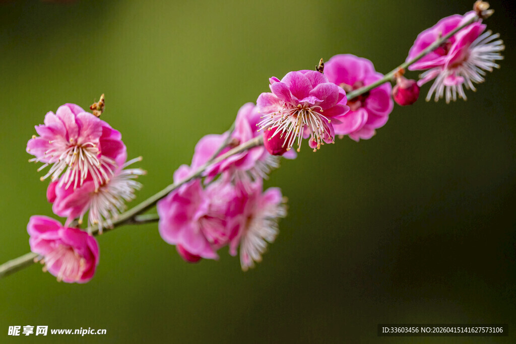 粉色绽放的娇艳花枝