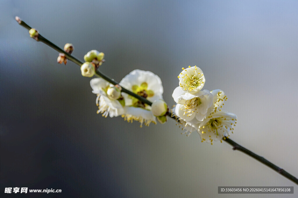 白梅绽放枝头