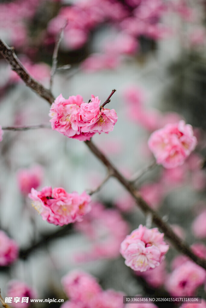 枝头绽放的粉嫩梅花