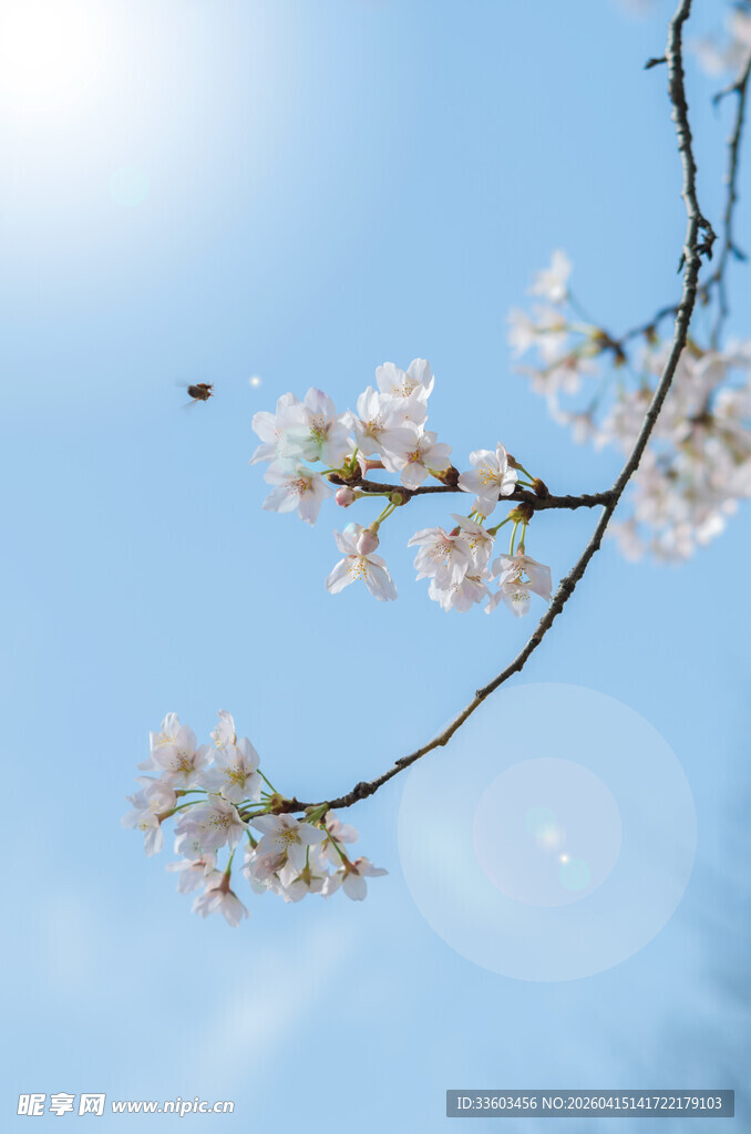 蓝天映衬下的烂漫樱花枝