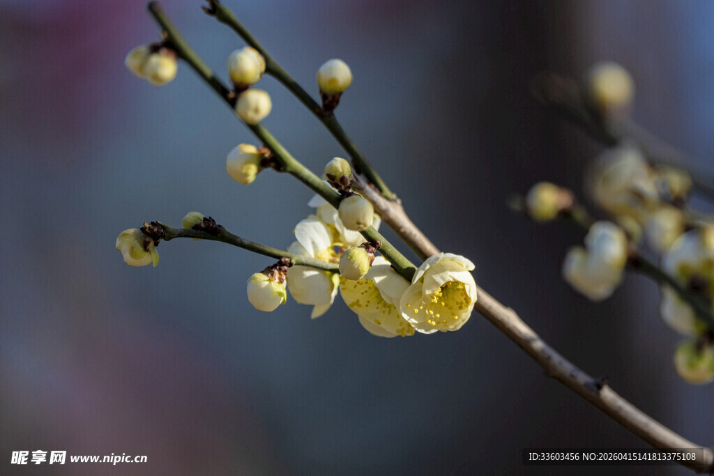 腊梅枝头绽放