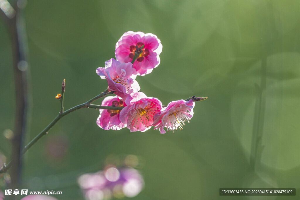 娇艳绽放的粉色梅花