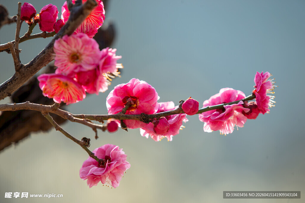 枝头绽放的娇艳粉色梅花
