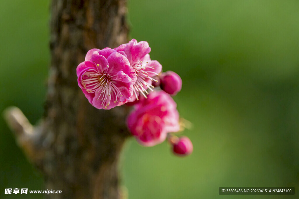 枝头绽放的娇艳粉色梅花
